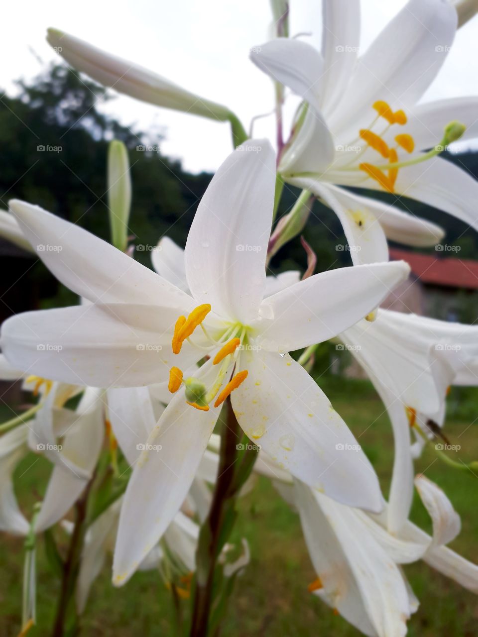 White lilies look beautiful and their smell is pleasant and refreshing