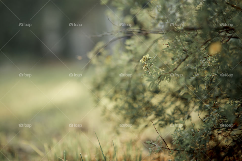 Spirea bush in a garden