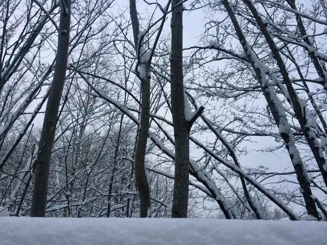 Snowy winter in forest 