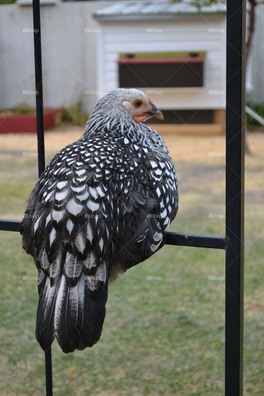 Roosting Hen