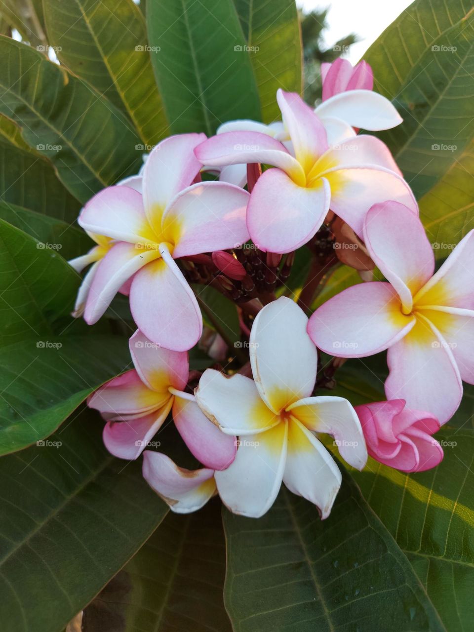 Plumeria