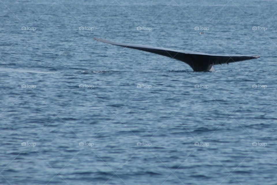 Whale. Whale tail