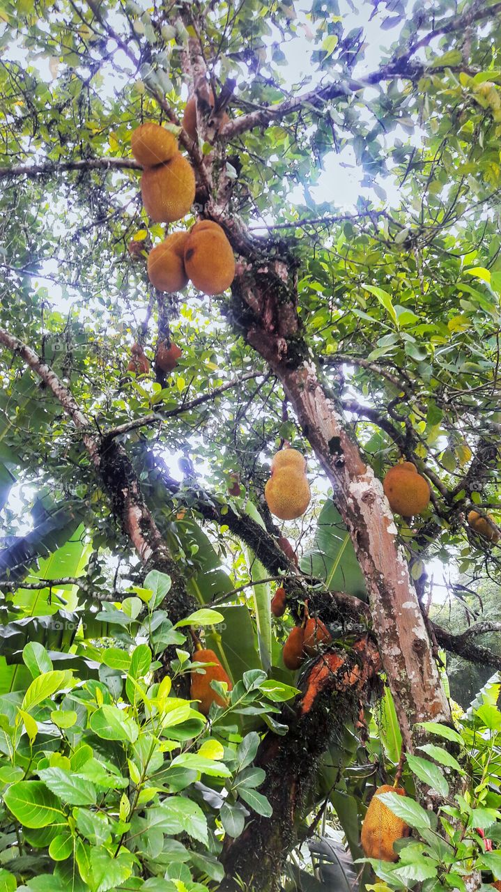 Jaca Fruits