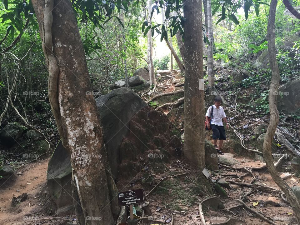 Wood, Tree, Rainforest, Jungle, Nature