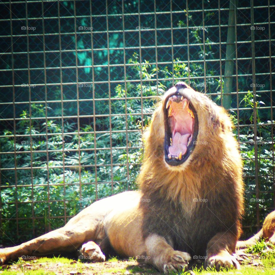 Lion ~ zoo ~ tooth