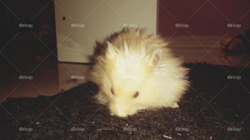 My litle hamster!!!