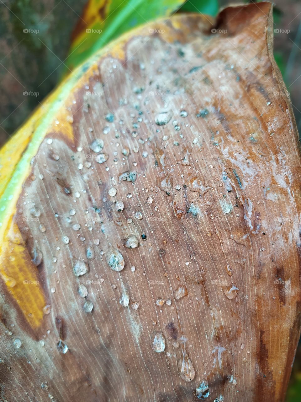 Sudden change in weather: the rain drops on the dry leaf are witness to this change