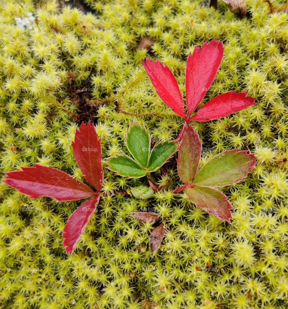 Colors in autumn