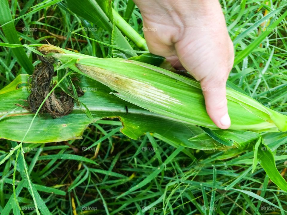 Picking corn 