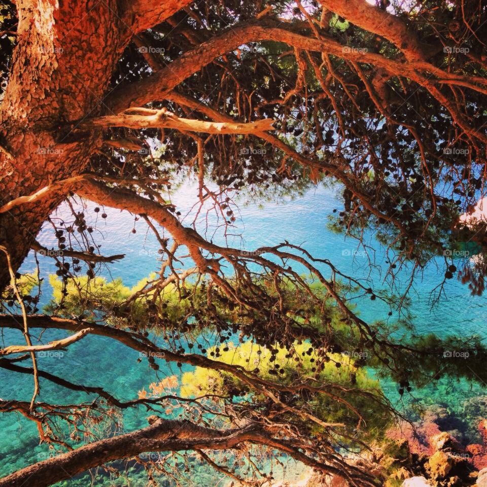 Tree at Adriatic sea