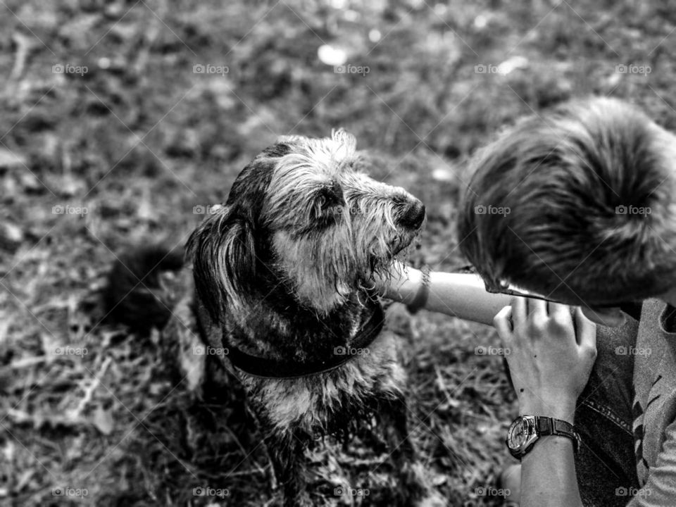Petting a stray dog