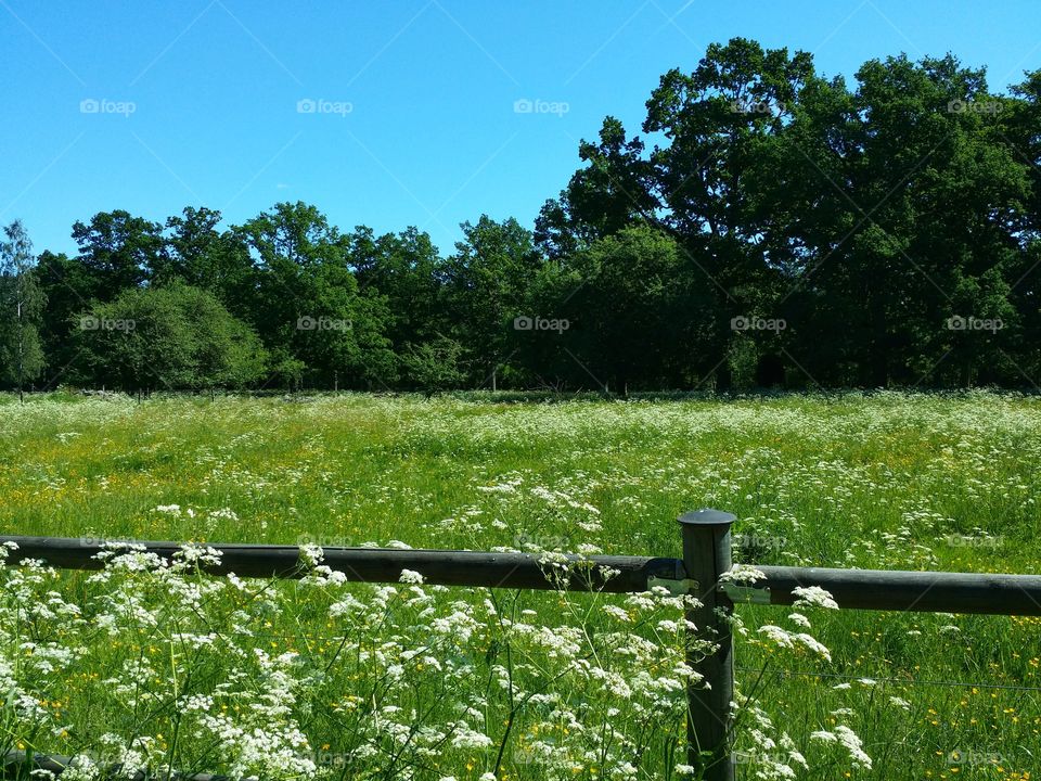 Summer meadow