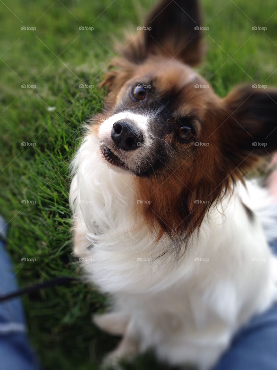 Papillon Dog in the Grass