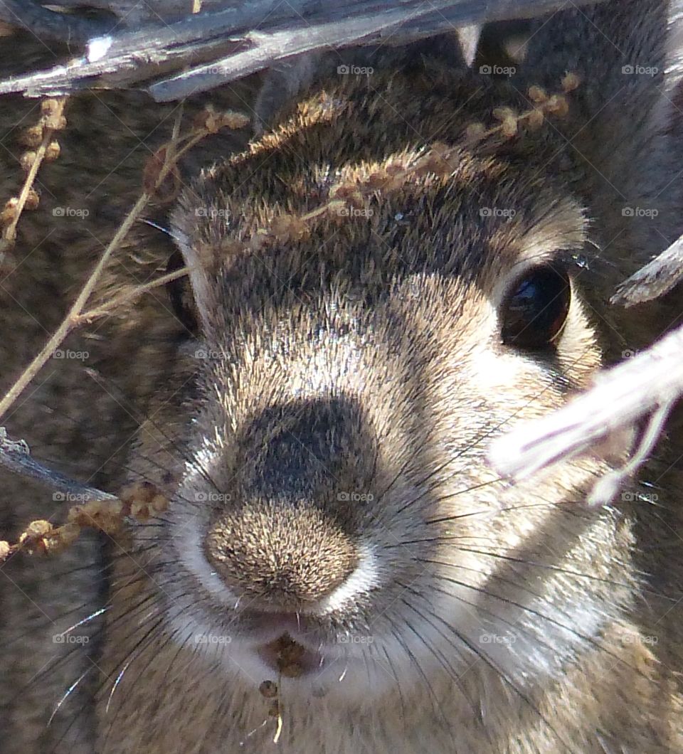 Close up bunny nose