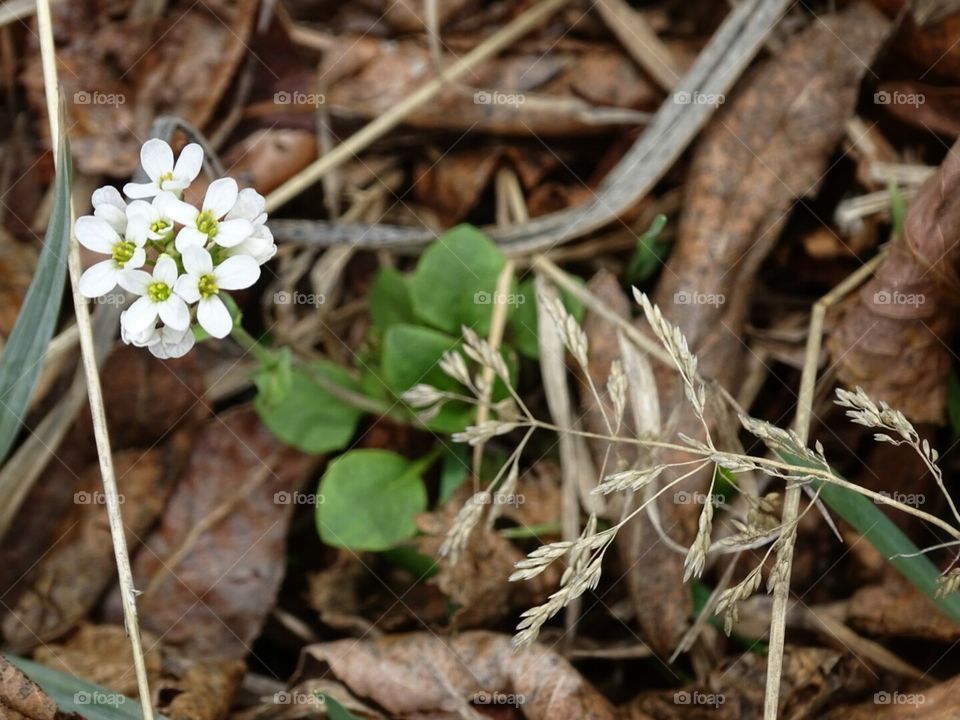 Wild Flower Colorado. beauty of nature hike