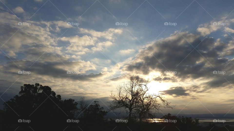 Silhouette of tree during sunset