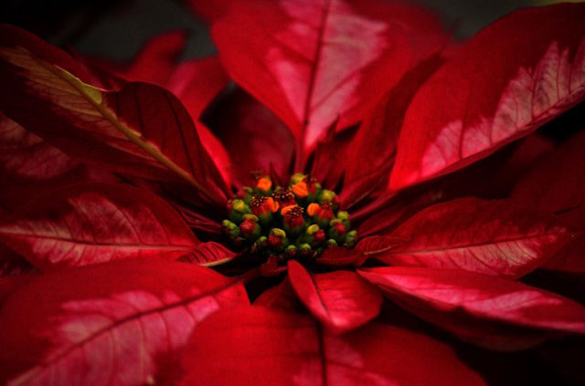 leaf