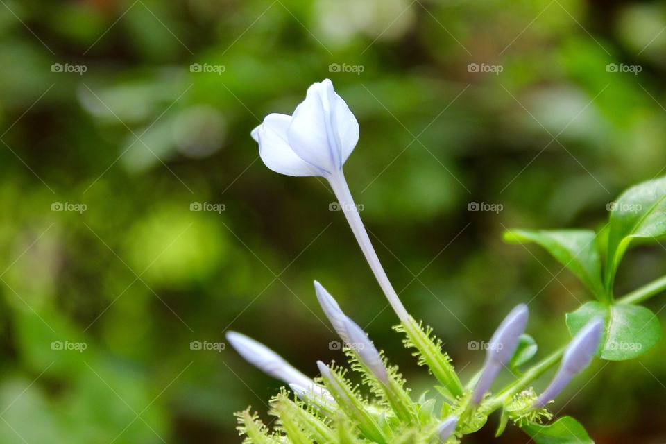 the blooming of a white flower￼