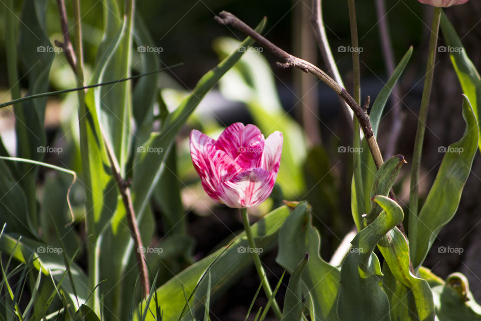 View of tulip flower