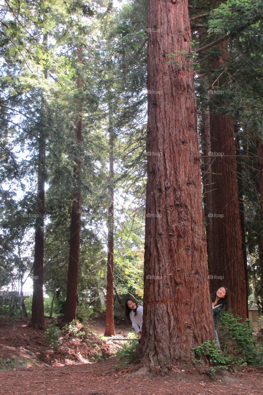 Tree. Berkeley 