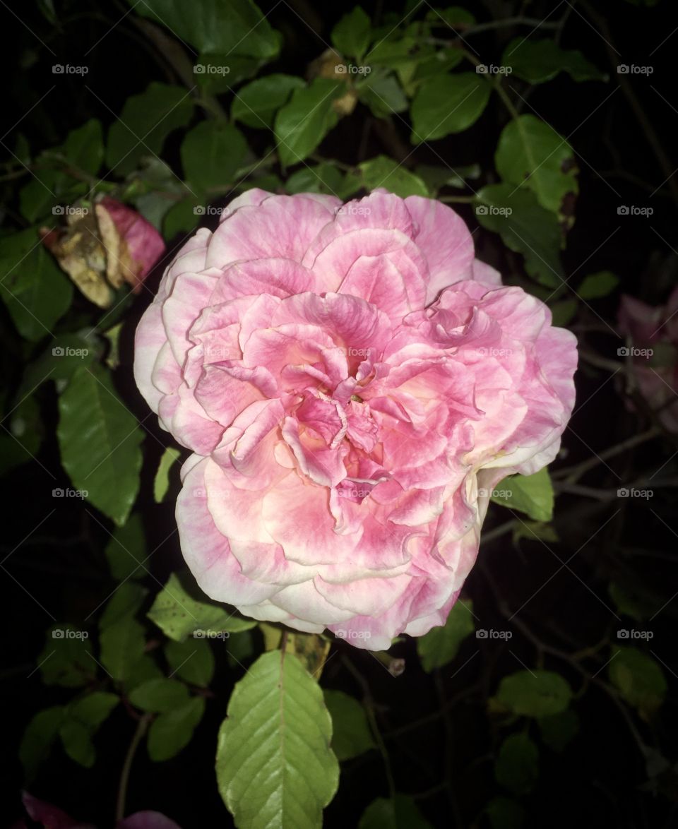 🌹 🇺🇸 Very beautiful flowers to brighten our day.  Live nature and its beauty. Did you like the delicate petals? / 🇧🇷 Flores muito bonitas para alegrar nosso dia. Viva a natureza e sua beleza. Gostaram das pétalas delicadas? 