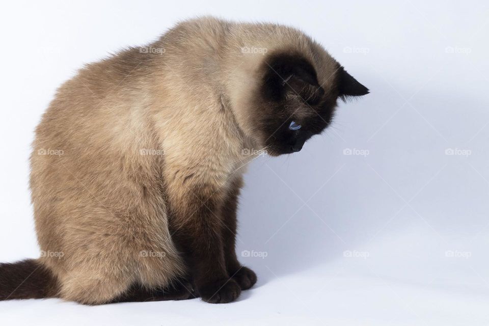 beautiful siamese cat with white background