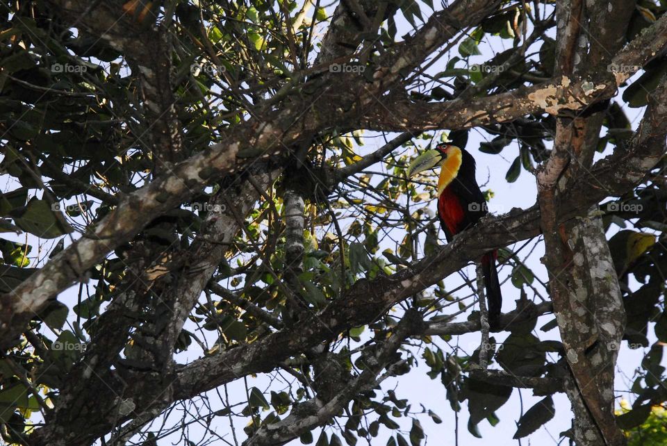 a special and lovely bird called Tucano on the tree