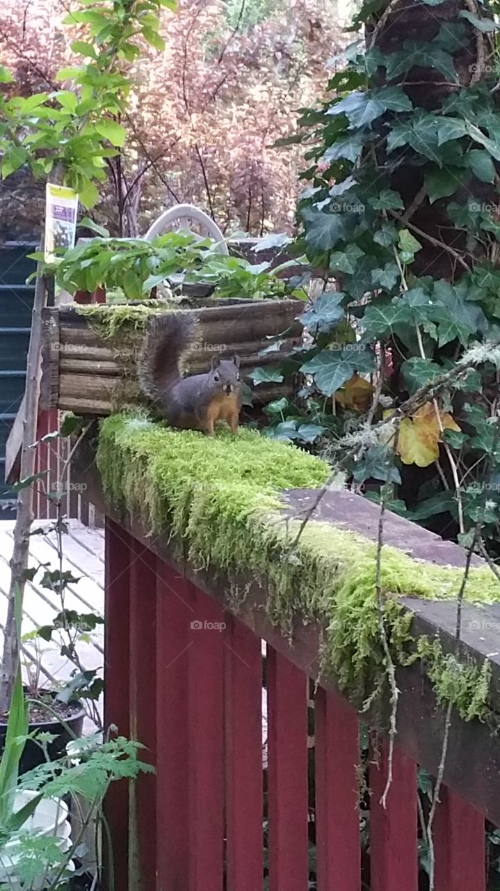A Rather Polite Squirrel