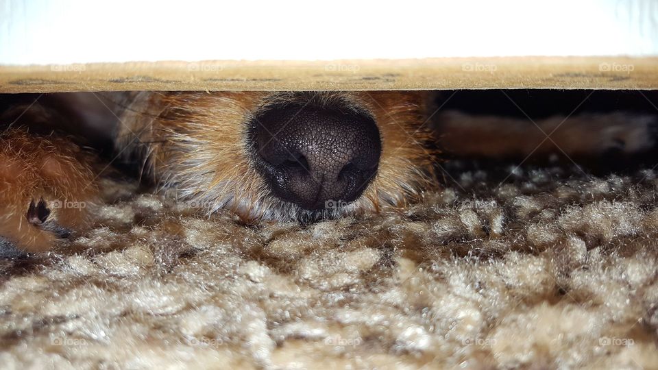 A puppy's nose.