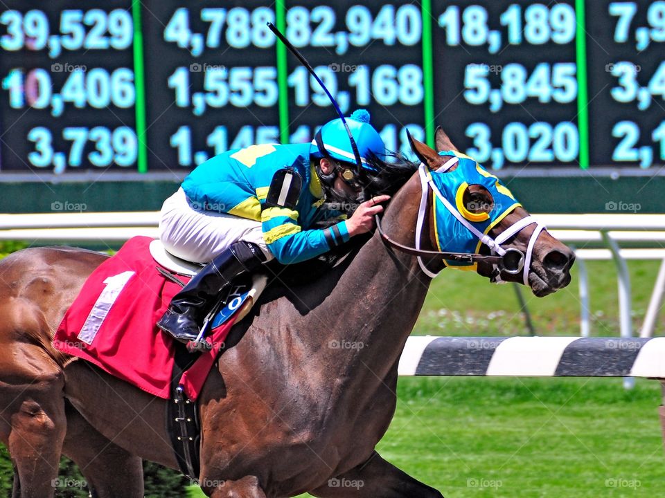 Red Velvet -Jersey Girl Stakes. Red Velvet the speedy bay filly winning the Jersey Girl stakes with Irad Ortiz at Belmont Park. 
Zazzle.com/Fleetphoto