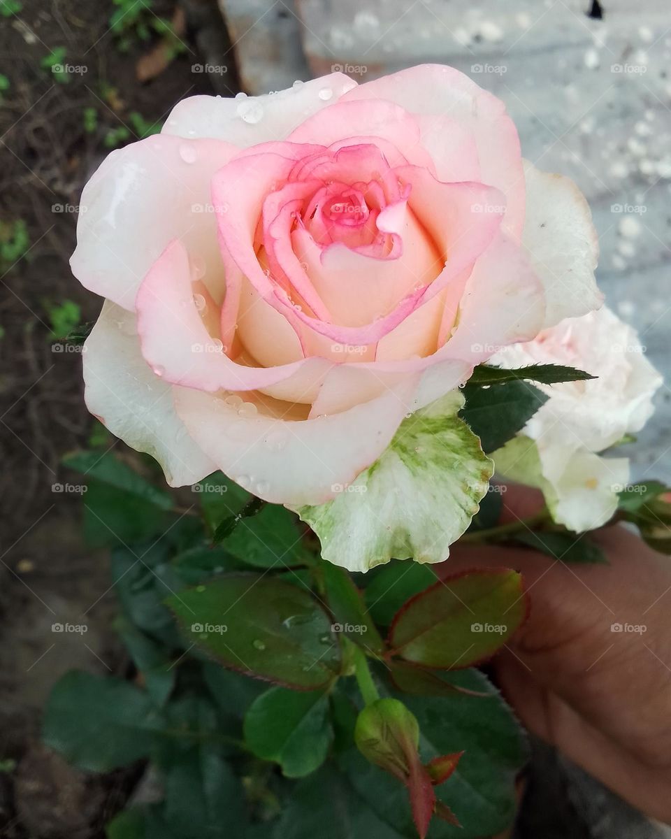 #white pink rose flower