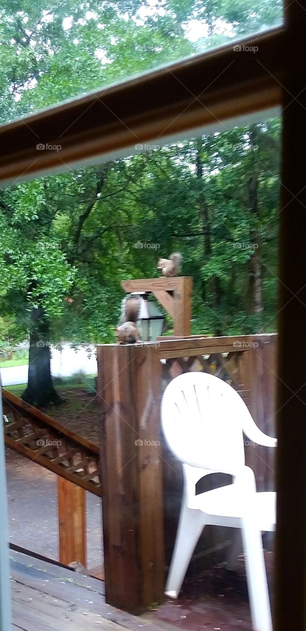 squirrels gathering for breakfast