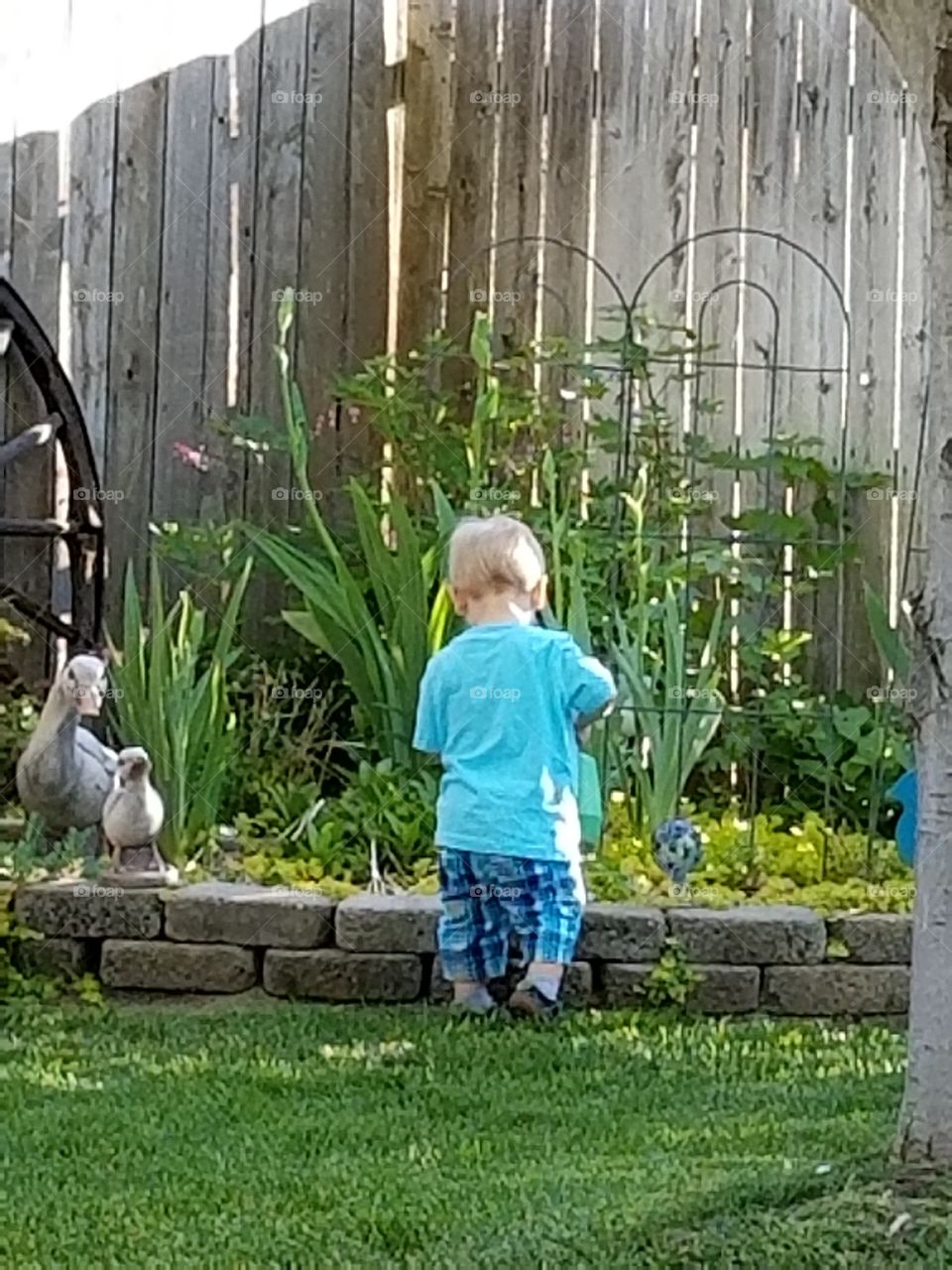 boy watering plants