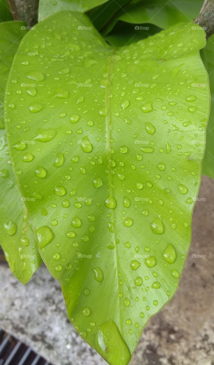 Leaf also have sweating because of Earth became a hot.