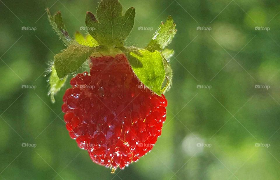 Weeds with berries