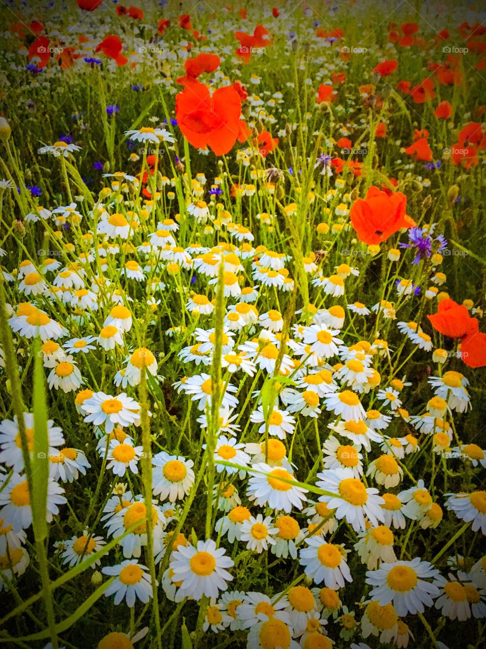 Chamomile field