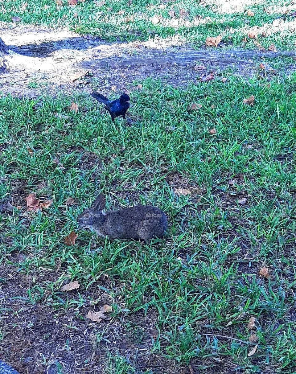 The wild bunny and the little crow.