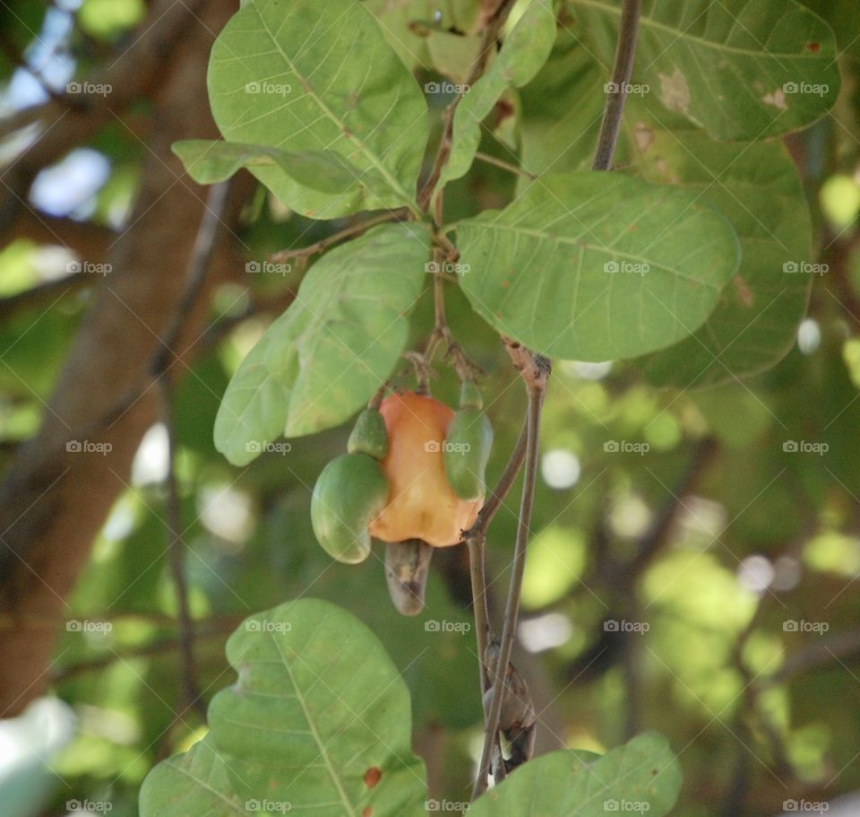 Caju fruit between leaves 