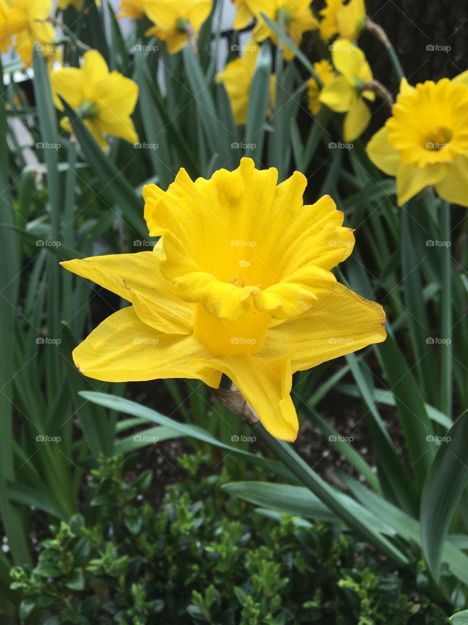 Daffodil