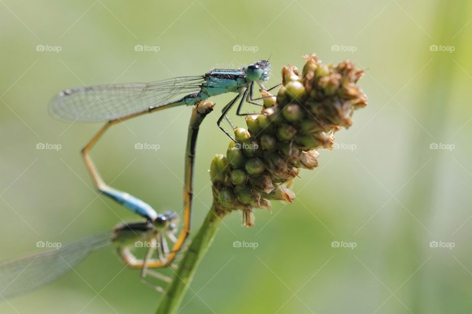 View of dragonflies mating