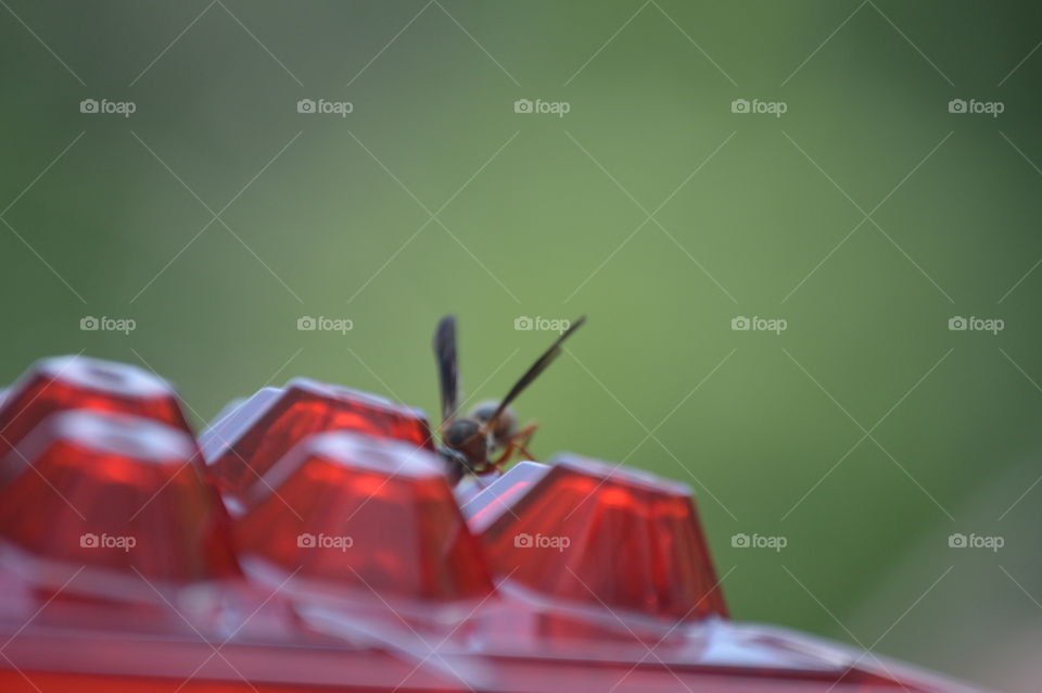 wasp at hummer feeder