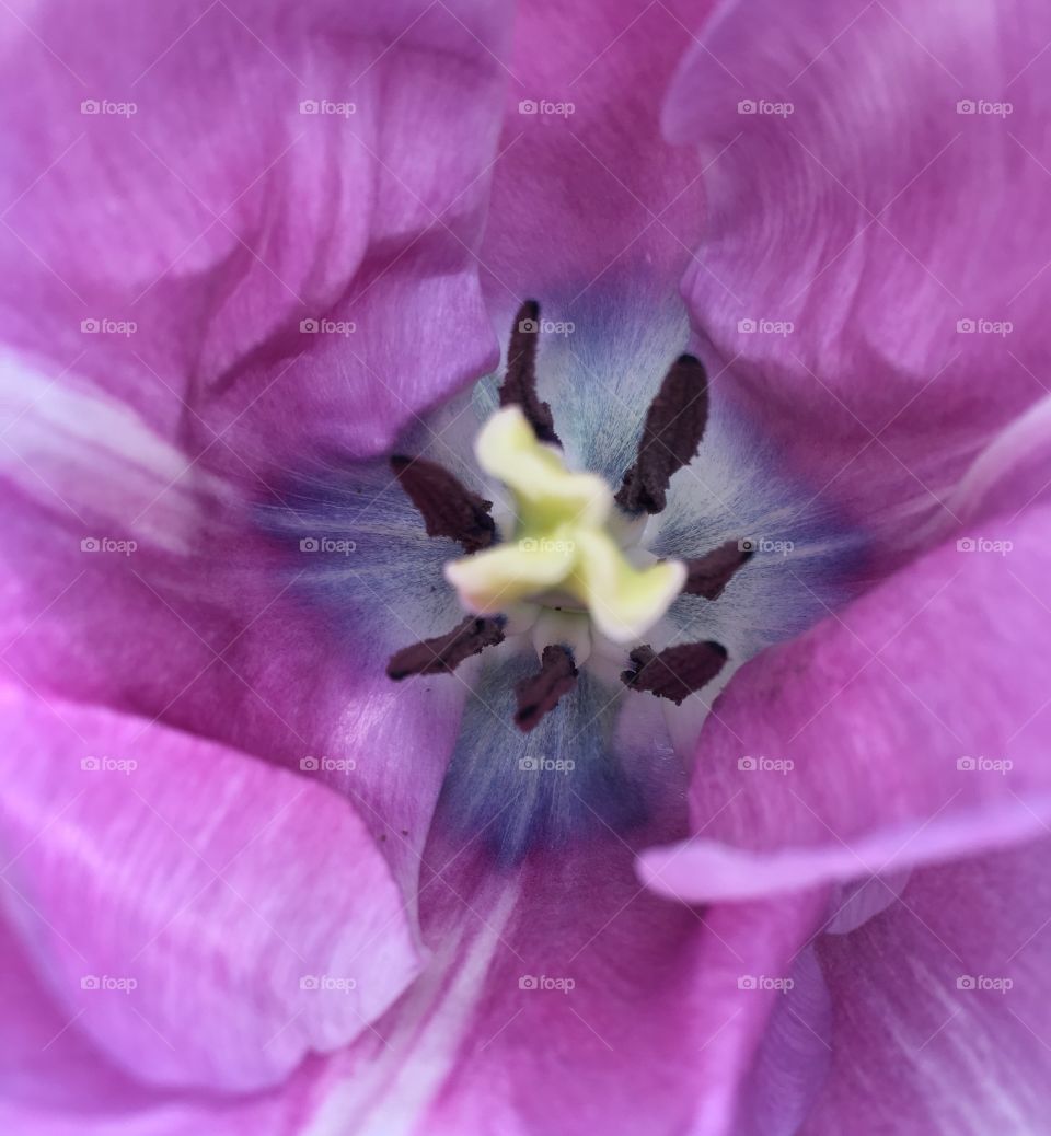 Tulip