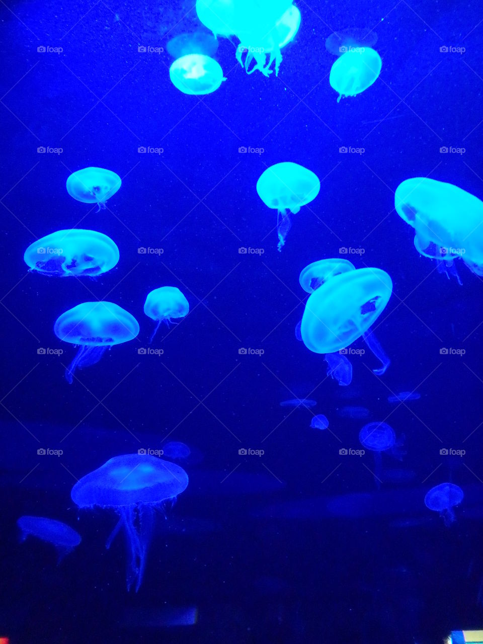 Jellyfish