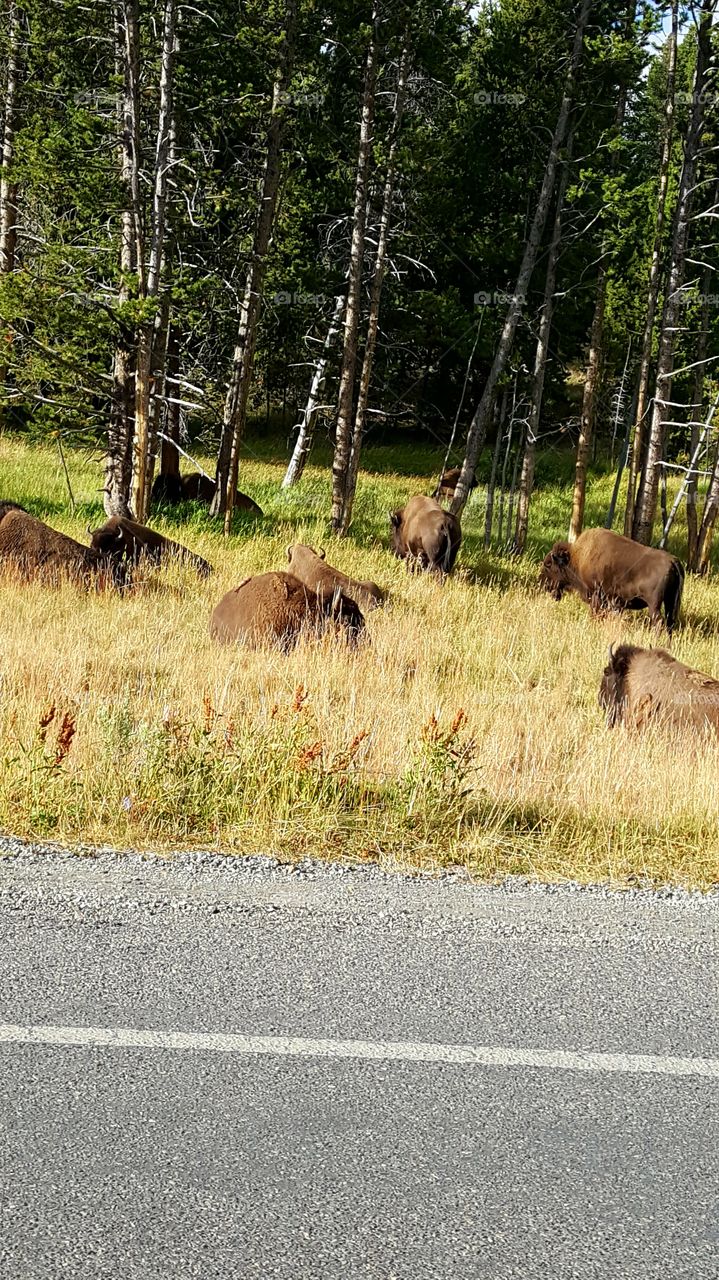 Buffalo Herd