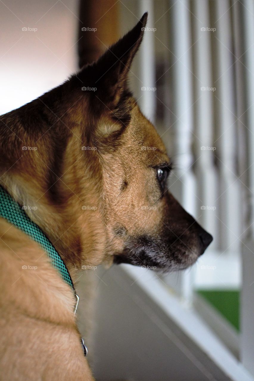 Sadie perched on stairs