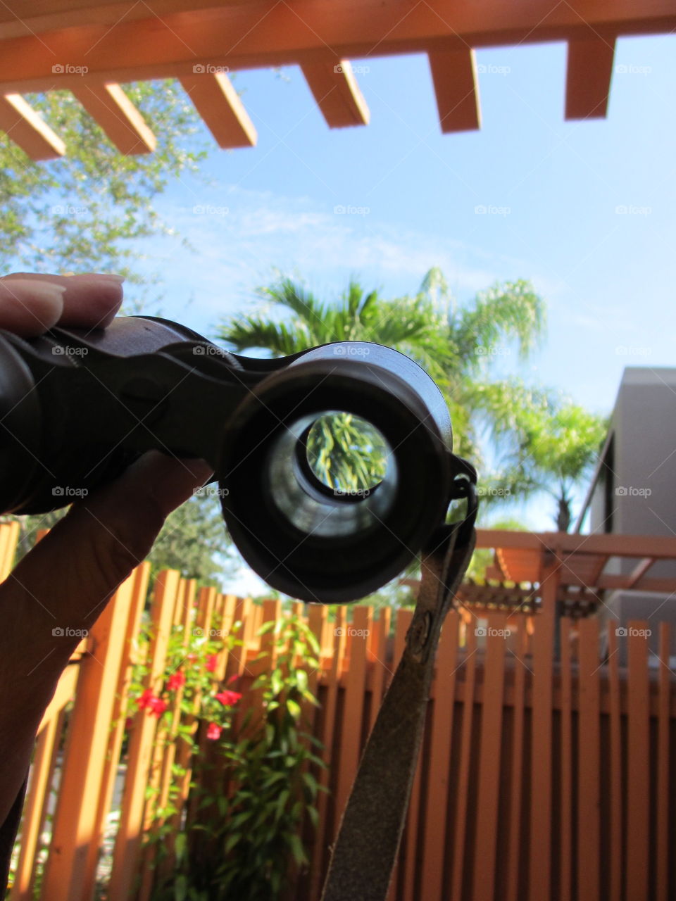 Tropical view of Palm tree though binoculars