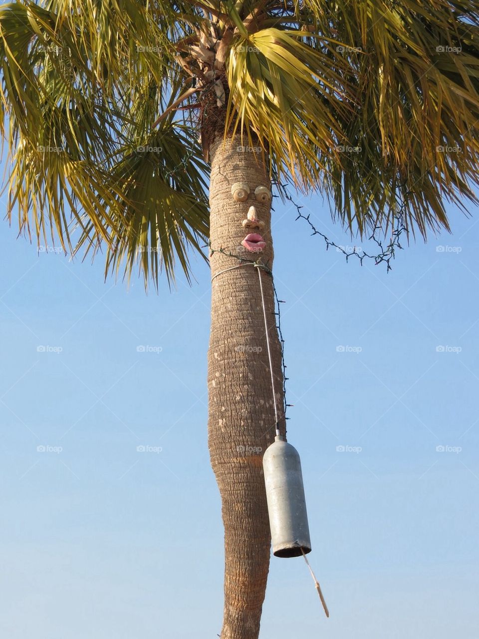Palm tree