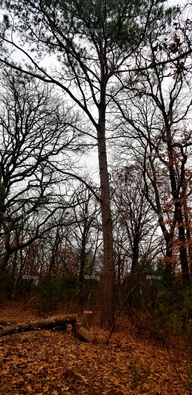 pine tree in the country in the winter