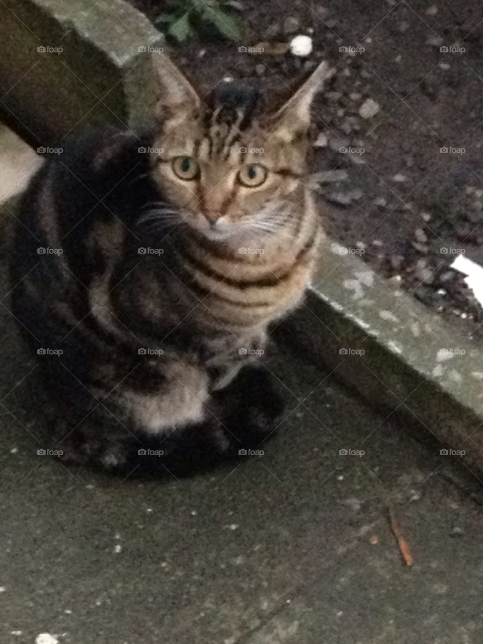 this is the life is it dinner time a cats life by rachclynch