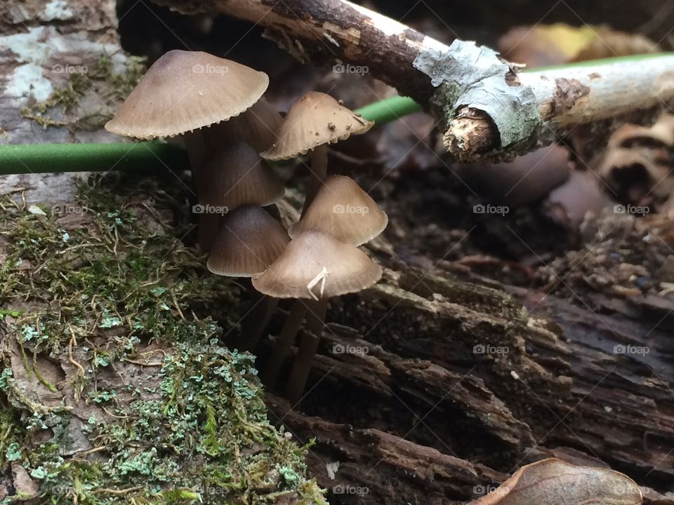 Mushrooms 